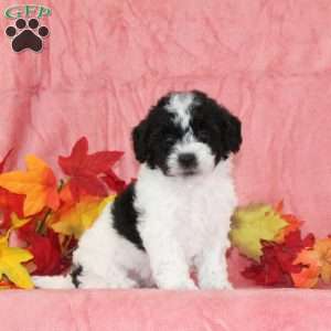 Diana, Bich-Poo Puppy